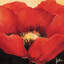 « red beauté i », impression sur toile-29090125-72780971-72780966