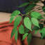 Alitza Faux Tree-1618718425