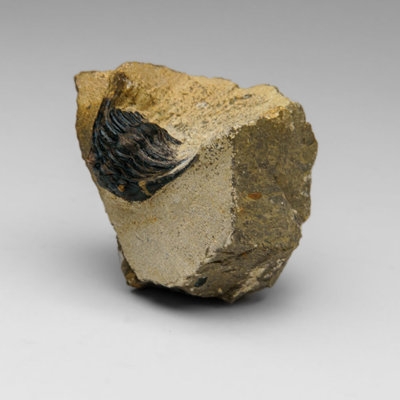 Genuine Trilobite in Matrix from Morocco