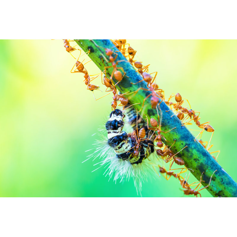 Dreadnaught Ants - Wrapped Canvas Print, 30cm H x 46cm W x 3.8cm D