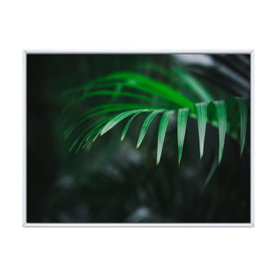 Fougère vert foncé sur fond noir, reproduction d'art sur toile tropicale
