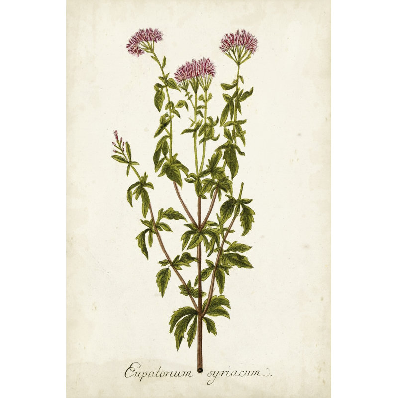Herbe antique botanique I, H 36 po x l 24 po