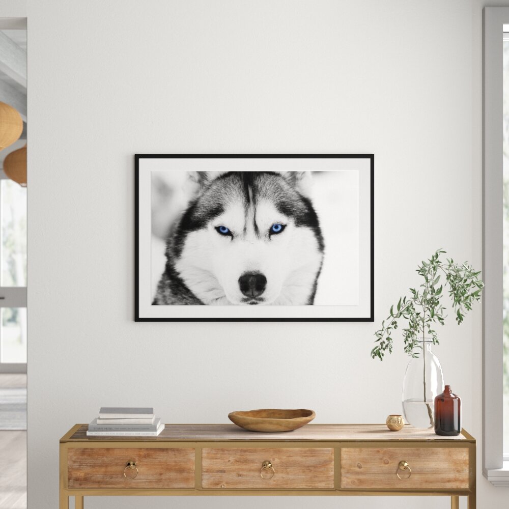 Gerahmtes Poster Husky mit blauen Augen