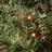 Fiber Optic Radiance Fireworks Tree-1946068549