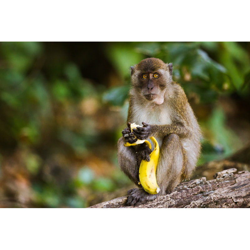 Lao Monkey Eating A Banana by Filipe_lopes - Wrapped Canvas Print, 30cm H x 46cm W x 3.8cm D