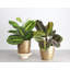 Live Prayer Plant Set in Classic Pots-78391162