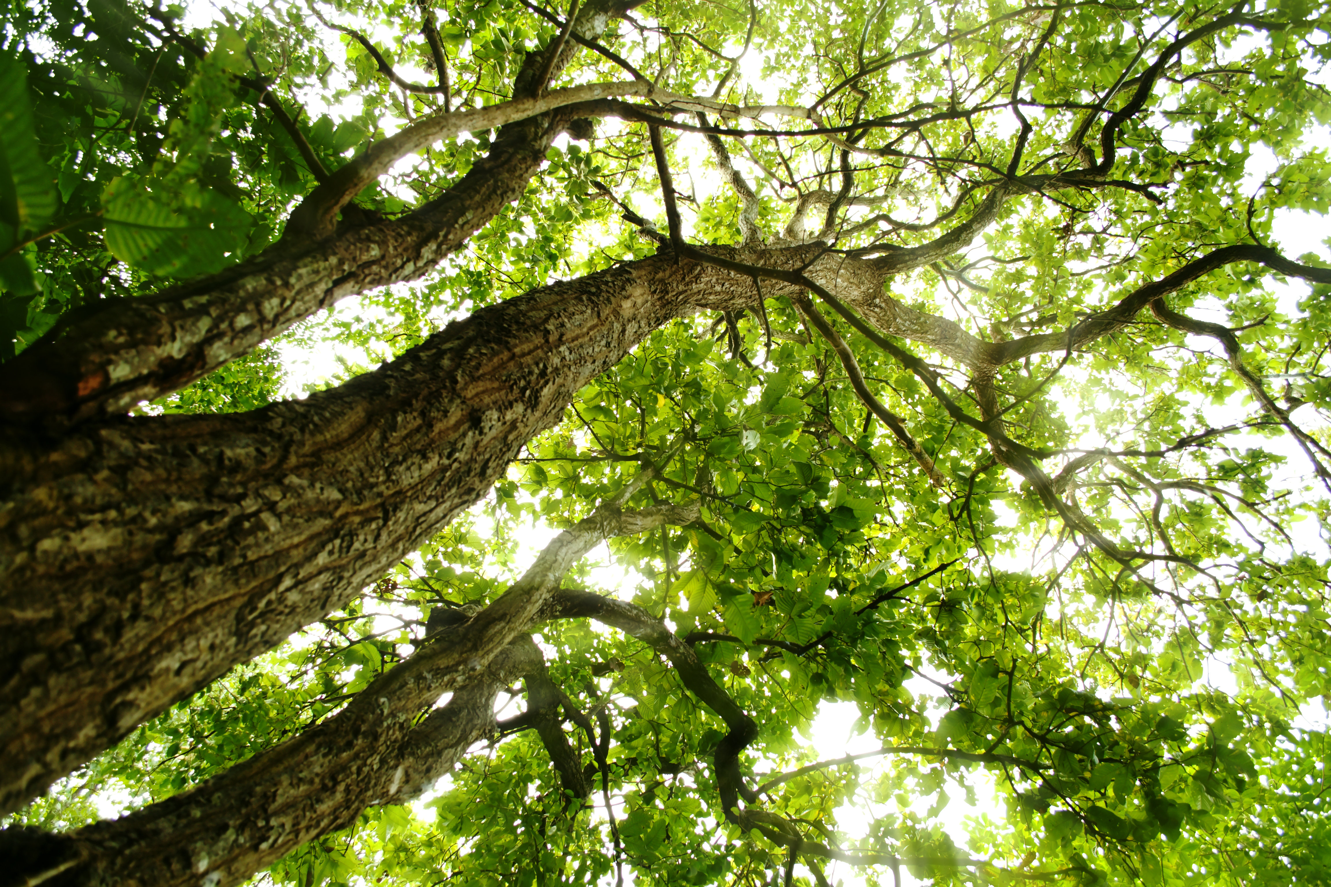Alpen Home Trees with Green Leaves by Auimeesri - Wrapped Canvas ...