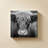 Cow Nose BW