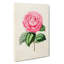 Illustration of a Pink Garden Rose - Wrapped Canvas-55360155