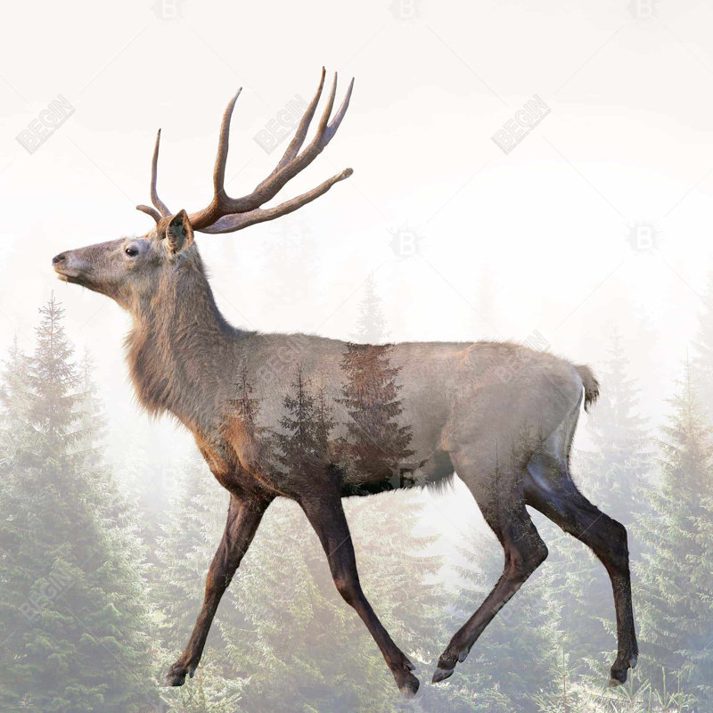 " Large Plume Roe Deer "