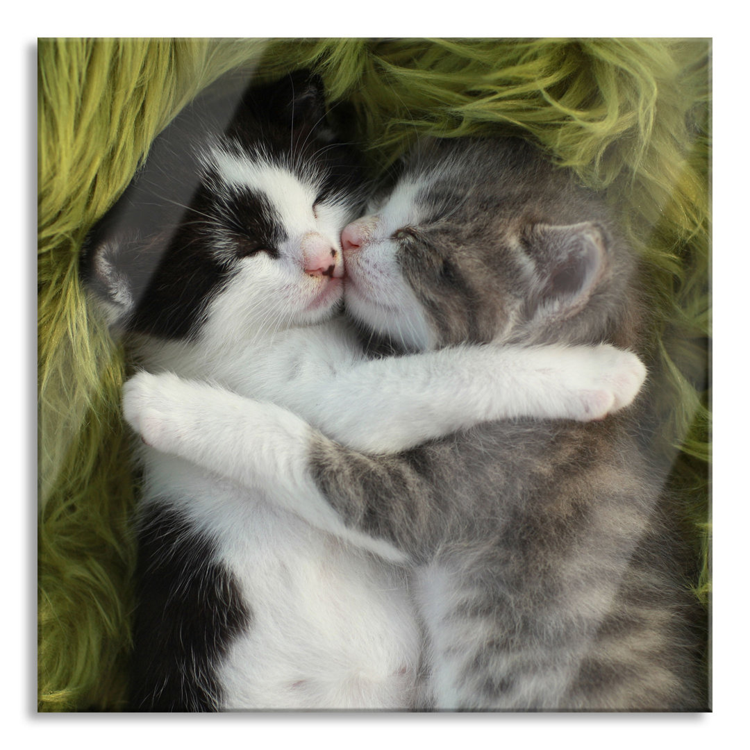 Ungerahmtes Foto auf Glas "Two Cuddling Kittens"