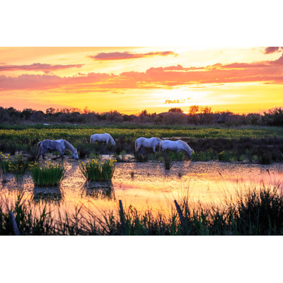 White Horses in the Camargue 1 Piece Wrapped Canvas Wall Art