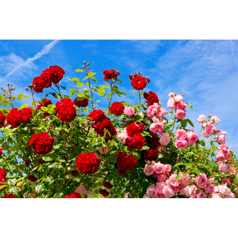 Beringer Red And Pink Roses - Wrapped Canvas Print, 61cm H x 91cm W x 3.8cm D