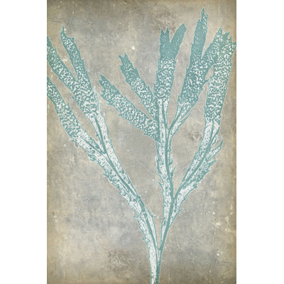 Spa Seaweed II