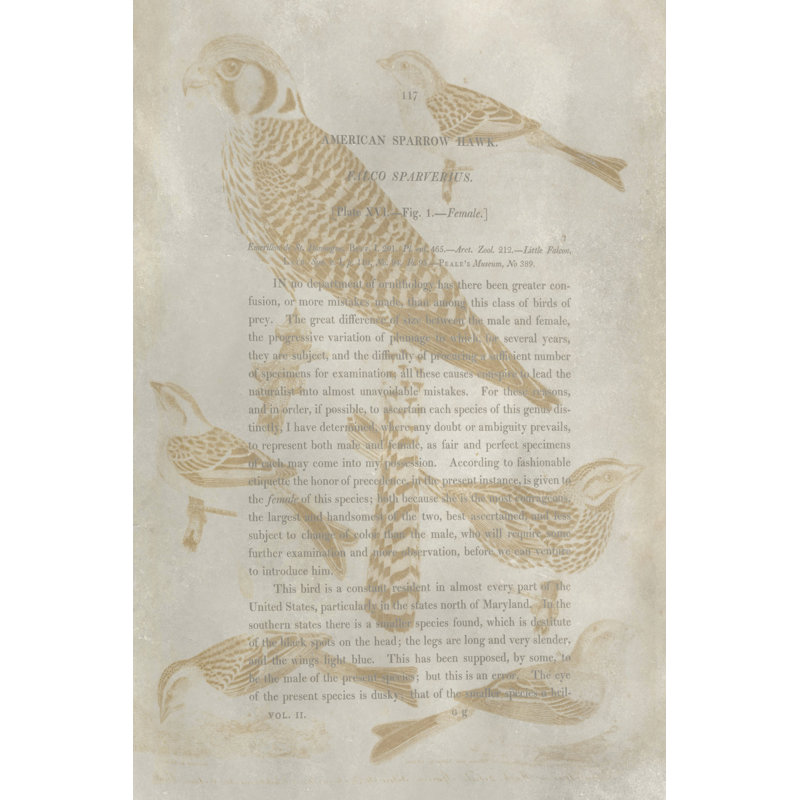Ornithology Impressions V 1 Piece Wrapped Canvas Painting, 30cm H x 20cm W x 3.8cm D