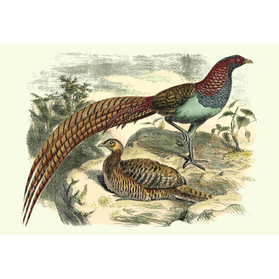 Variétés de faisan VII
