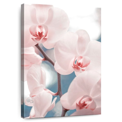 Orchidées Harnek rose clair