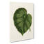Illustration Of A Green Leaf by Benjamin Fawcett - Single Picture Frame Print-89191841-89191838