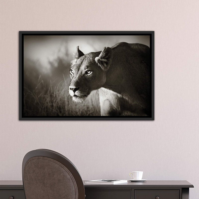 «Lionne Stalking» par Johan Swanepoel - reproduction de photo, H 26 po x l 40 po x 1,5 po, Toile avec cadre noir patiné