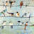 Small Colorful Birds | Orange Framed Canvas | Home Decor
