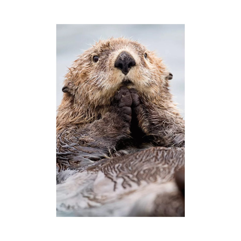 Sea Otter Juvenile, Katmai, Alaska I by Jaymi Heimbuch - Wrapped Canvas Print, 66.04 cm H x 45.72 cm W x 3.175 cm D