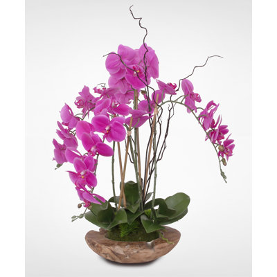 Orchid Arrangement in Pot