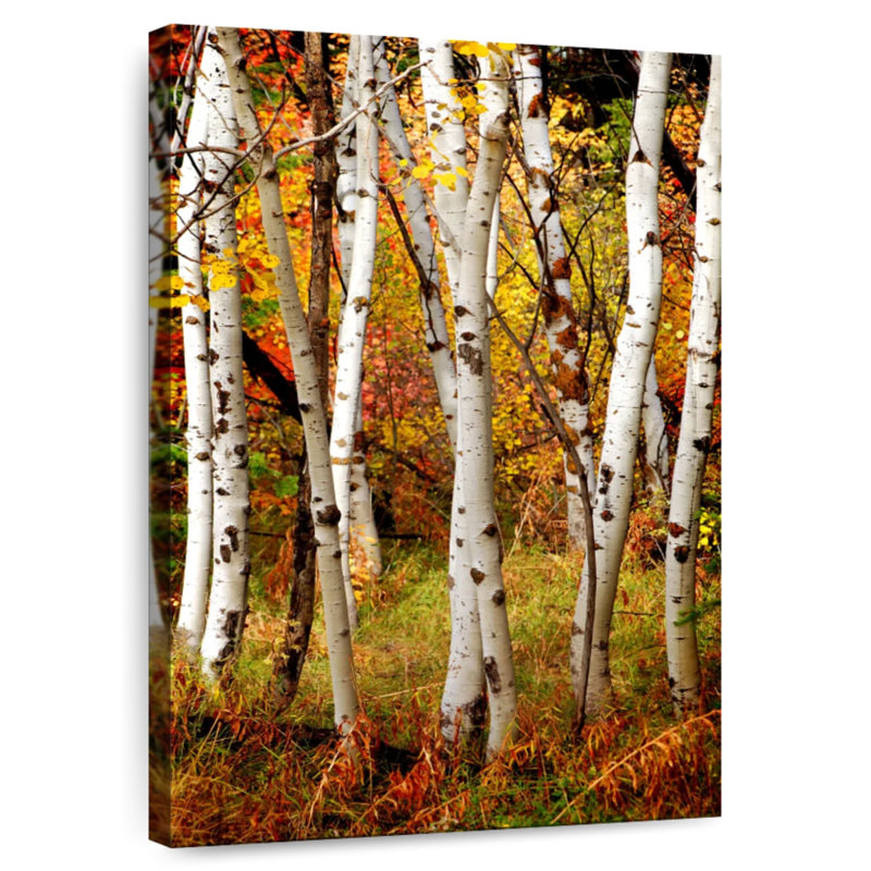 Alvord Slender Birch Trunks, 30" H x 20" W