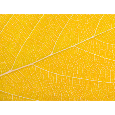 Philippe Monthoux  Autumn Leaf  by Philippe Monthoux