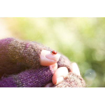 Ladybug on Female Finger by Portishead1