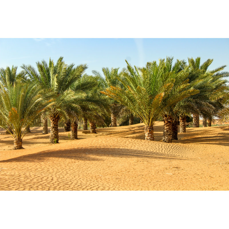 Oasis In Dubai Desert by Aurore Kervoern - Wrapped Canvas Print, 20cm H x 30cm W x 3.8cm D