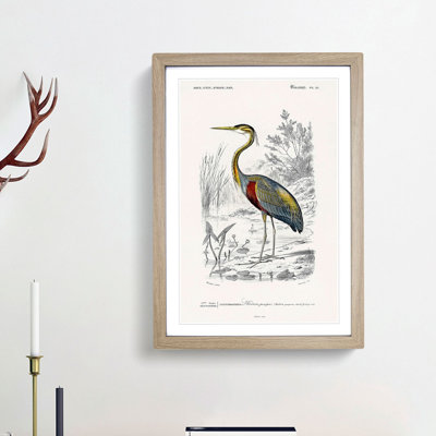 Heron by Charles D'Orbigny - Picture Frame Painting Print