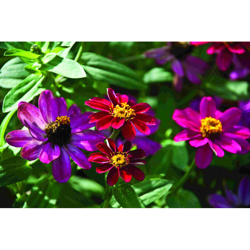 Magenta Wild Flowers - Photographie sur toile tendue, H 8 po x l 12 po