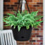 Lucca Decorative Self-Watering Plastic Indoor/Outdoor Hanging Basket Planter with Macrame Cord-672742276