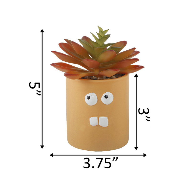Succulent plante de bureau en pot
