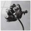 Tidal Wilt I Print by Oliver Gal-1211212307-1211212304