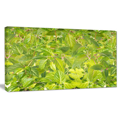 « brillante fuchsia green feuillage », reproduction de photo sur toile tendue