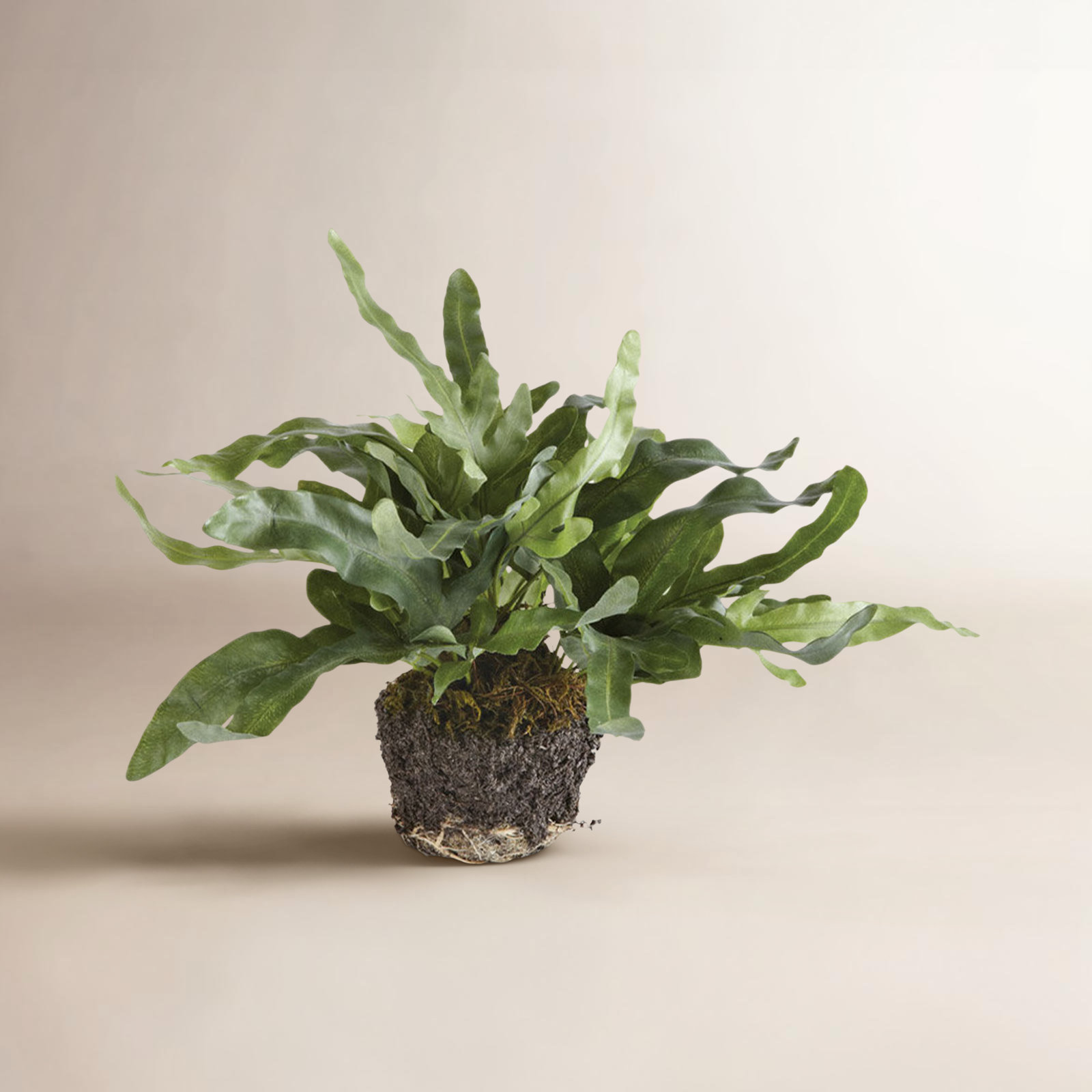 Georgia Fern Plant, Small