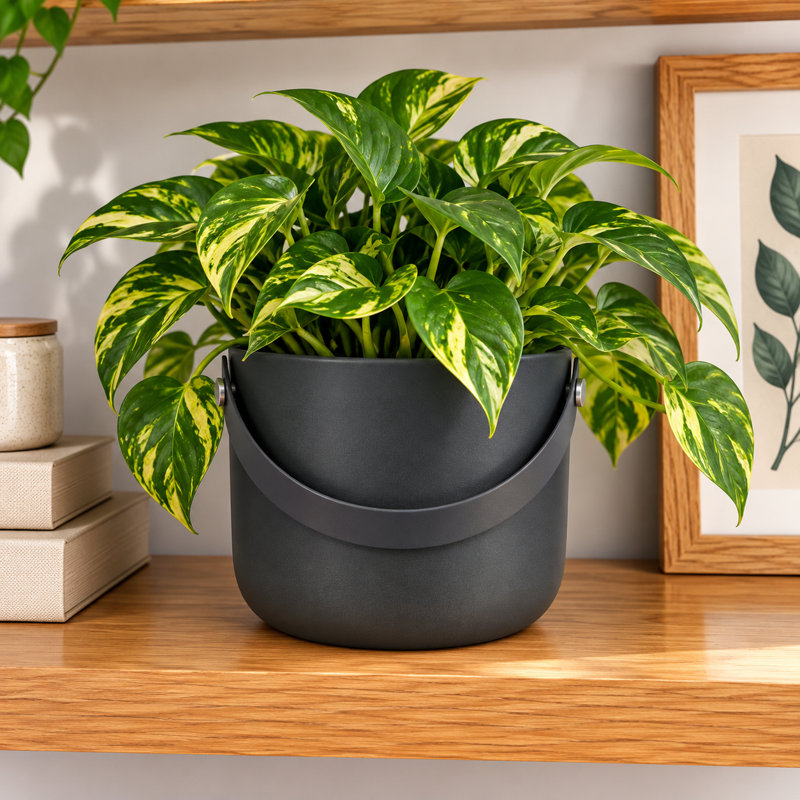Black With Handle Pot