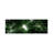 Low Angle View Of Beech Trees, Baden-Wurttemberg, Germany - Wrapped Canvas Panoramic Print-1757468465