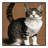 Washable Oregon Rex Cats Area Rug-1744847180