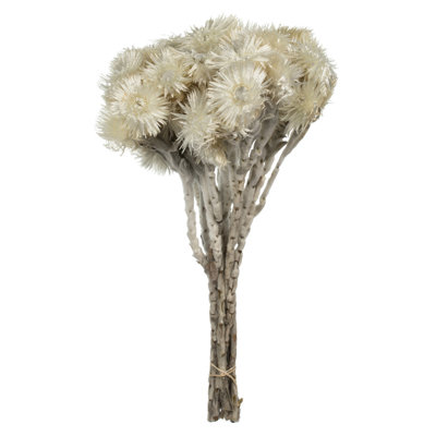 Vickerman 13-14" Natural White Everlasting Flowers, approximately 23 blooms, Dried