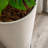 Pot Planter-638407445