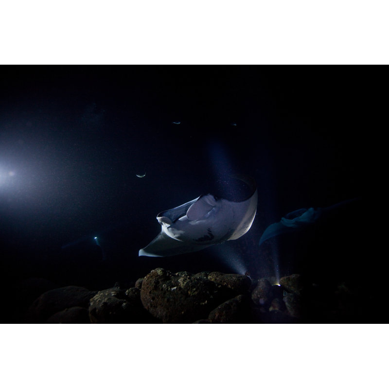 Amezcua Manta Ray At Night by Coobrien - Wrapped Canvas Print, 81cm H x 122cm W x 3.8cm D