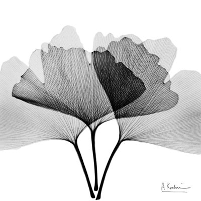" Inverted Ginko 5 " by Albert Koetsier