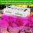 CG INTERNATIONAL TRADING Grow Light
