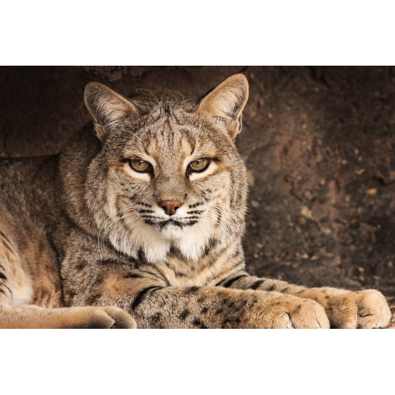 Bobcat Lynx by Chuckschug - Wrapped Canvas Print