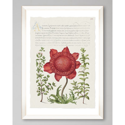 FLORA II