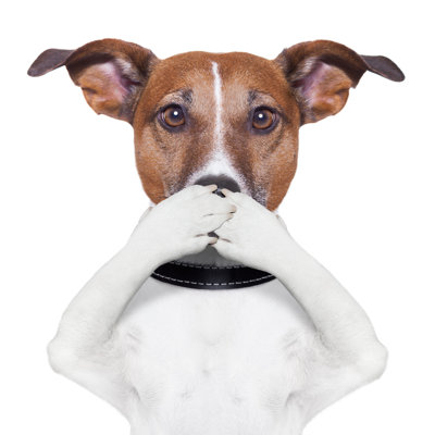 Covering Mouth Dog by Damedeeso - Wrapped Canvas Print