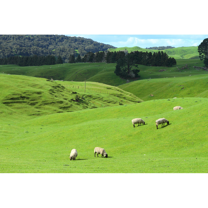 Grazing Sheep by GeorgeBurba - Wrapped Canvas Print, 61cm H x 91cm W x 3.8cm D