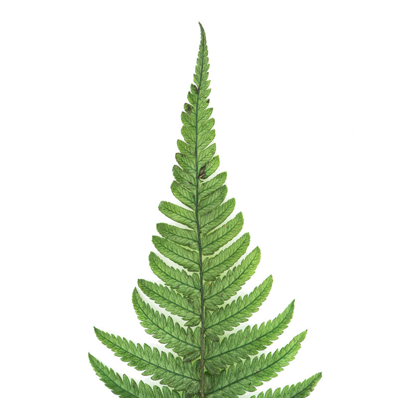 Vickerman 16-18" Fern Green Fern- Parchment, 10 stems, Preserved